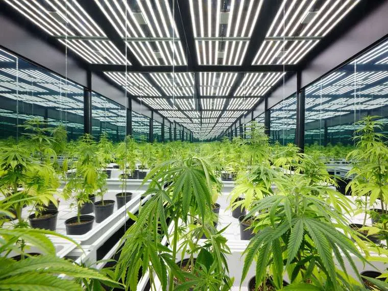 A mirrored grow room: rows of young cannabis plants under white light panels.