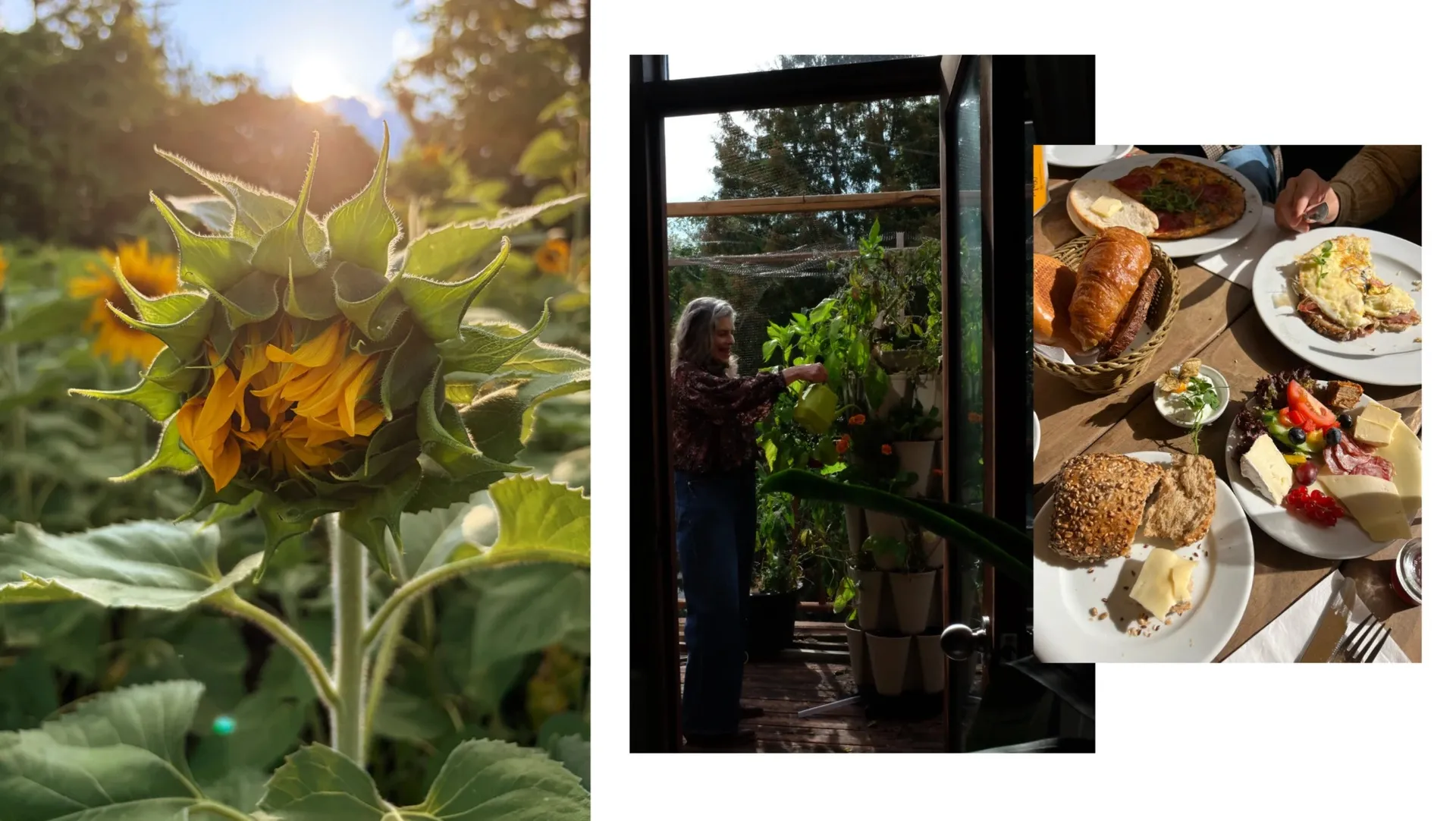 A sunflower bud against the evening sun, a woman watering plants through an open door, and a table set for breakfast.