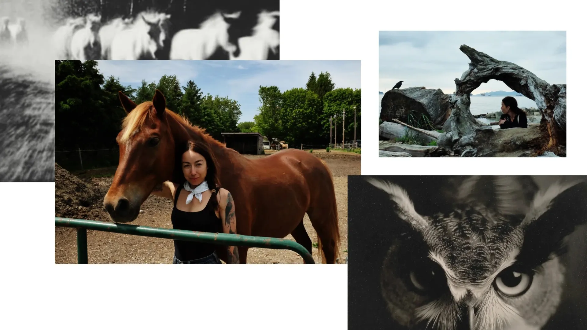 Blurred white horses running, a woman beside a chestnut horse at a fence, a woman under a driftwood arch by the sea, and a close-up of an owl.